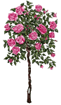 rose rose.Cheyenne63 - Darmowy animowany GIF