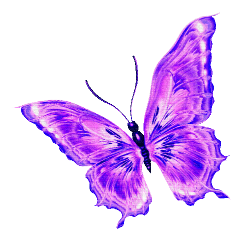 Butterfly.Purple.Blue - By KittyKatLuv65 - Zdarma animovaný GIF