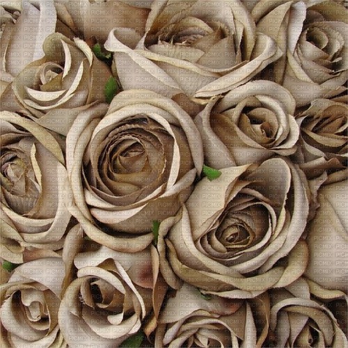 Light brown Roses - png gratuito