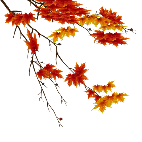 Autumn leaf - darmowe png