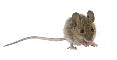 mouse katrin - nemokama png