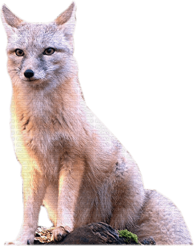 dolceluna fox - безплатен png