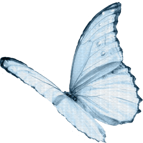 Schmetterling - Free PNG