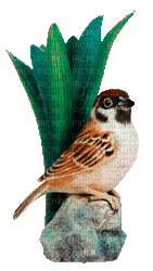 Bird - Безплатен анимиран GIF