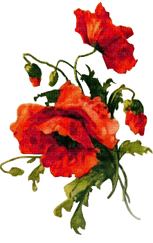 soave deco flowers branch poppy red - gratis png