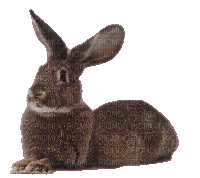 Кролик - Animovaný GIF zadarmo
