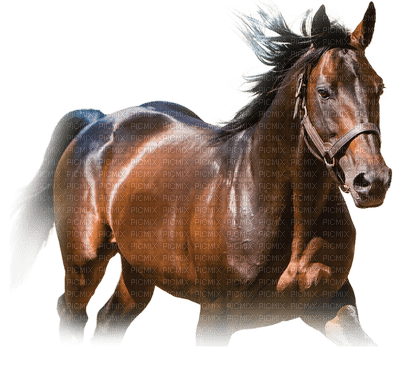 horse. horses bp - png gratuito