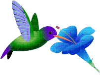 MMarcia gif beija flor bird - Nemokamas animacinis gif