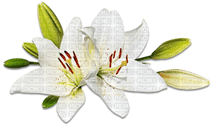 soave deco branch flowers spring lilies white - фрее пнг