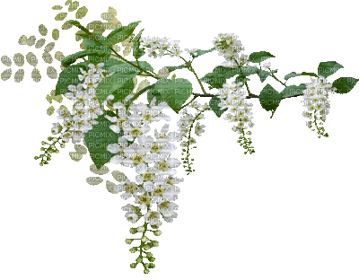 flowers white bp - Бесплатни анимирани ГИФ