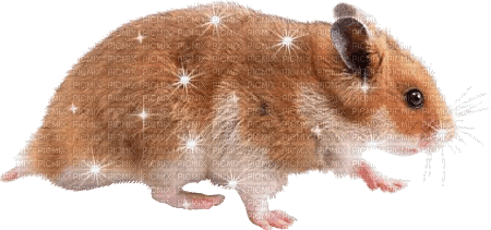 hamster - Gratis animerad GIF