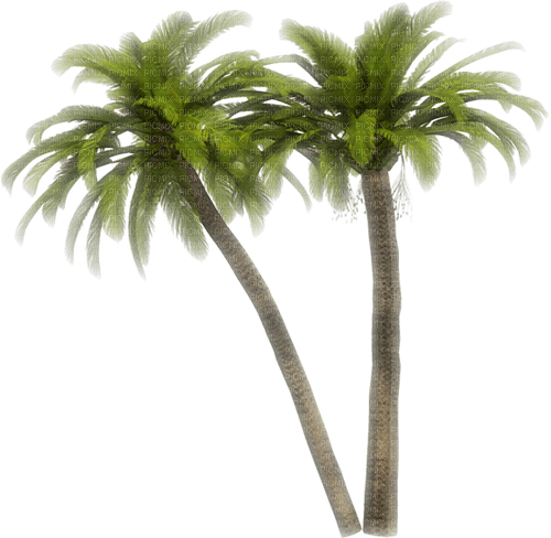 palm by nataliplus - besplatni png