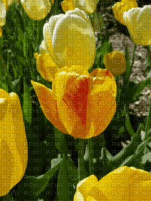 Tulipany - Бесплатни анимирани ГИФ