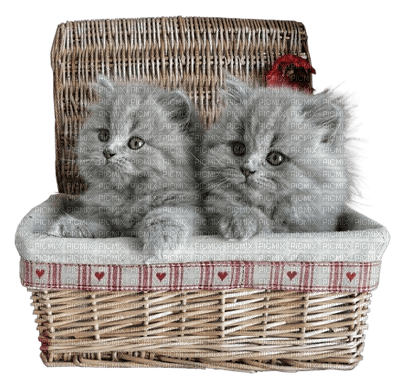 Cats'n'Kittens - besplatni png