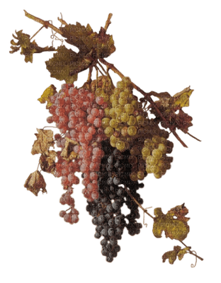 grapes - PNG gratuit