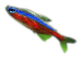 Rena Fisch Neon - kostenlos png