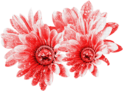 Flowers.Red - 無料png
