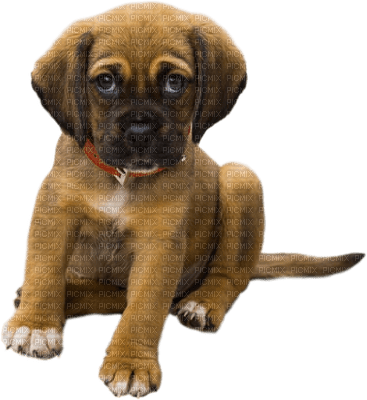 Kaz_Creations Dogs Dog Pup 🐶 - kostenlos png