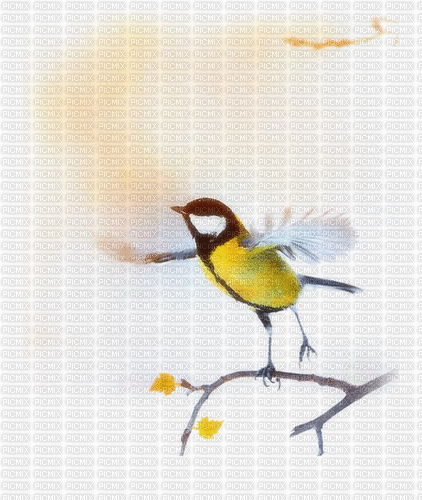 Little Bird - Besplatni animirani GIF