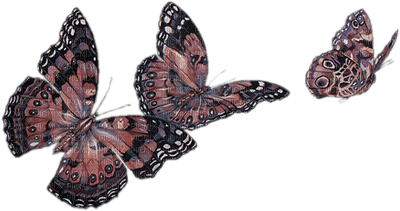 papillon - png grátis