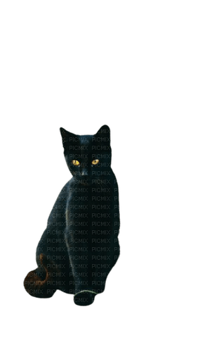 black cat - darmowe png