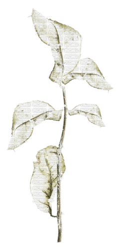 Silver.leaves.feuilles.branch.Victoriabea - PNG gratuit