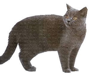 chat - darmowe png