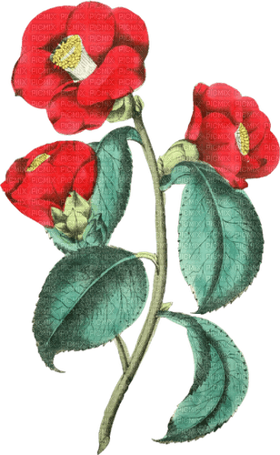 red flowers Bb2 - zdarma png