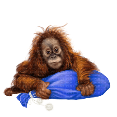 Kaz_Creations Animals Monkey - bezmaksas png