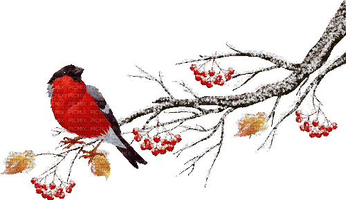 Oiseaux Rouge:) - Безплатен анимиран GIF