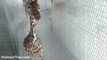 girafe - Zdarma animovaný GIF