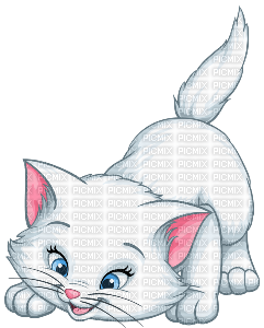 cat white - бесплатно png