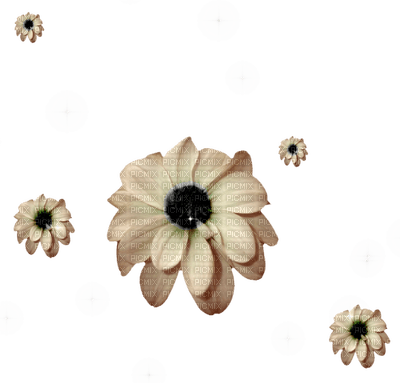 deco flowers anastasia - Free PNG