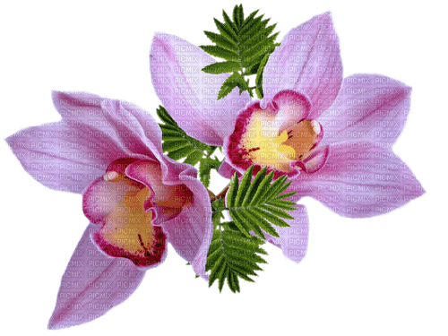 цветок - δωρεάν png