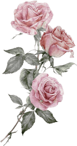 Drei Rosen, rosa - kostenlos png