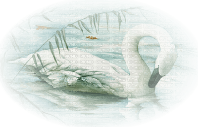 loly33 cygne - Free PNG