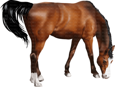 cheval.Cheyenne63 - Free PNG