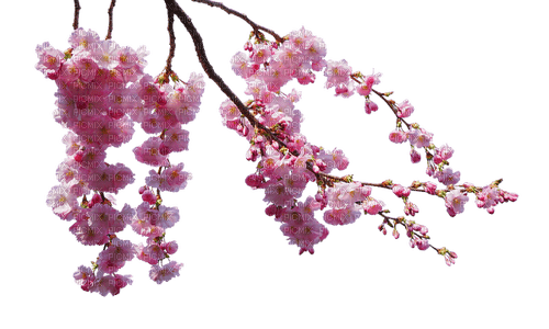 Blossom Branch - 免费PNG