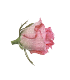 Rose Bud - PNG gratuit