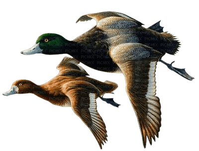 Kaz_Creations Birds Bird Ducks - Free PNG