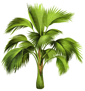 palm plant - PNG gratuit