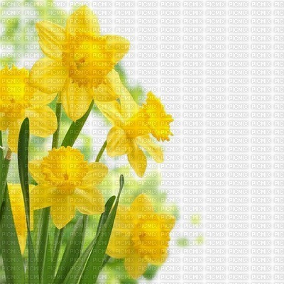 Kaz_Creations Backgrounds Background Flowers - kostenlos png