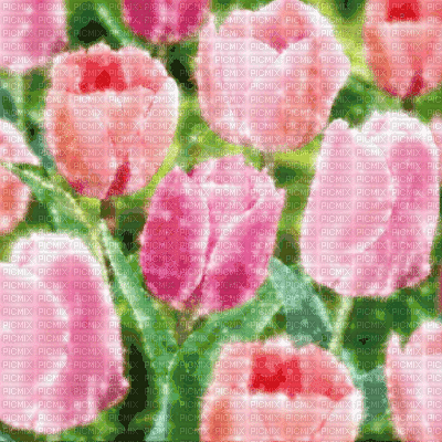 Pink Tulips Background - Ilmainen animoitu GIF