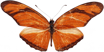 patymirabelle papillon - png grátis