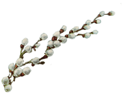 pascua flores  dubravka4 - nemokama png