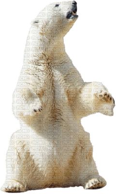 eisbär bear icebear winter hiver - Free PNG
