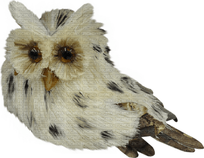 Kaz_Creations Deco Scrap Owl Bird - darmowe png