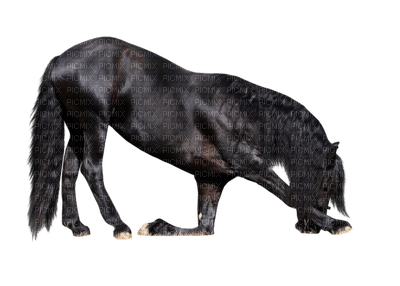 CHEVAL - Free PNG