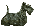 Scottish terrier bringé - 無料のアニメーション GIF