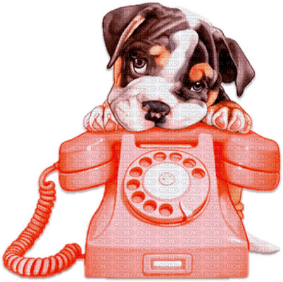 soave dog phone deco orange brown - png gratis